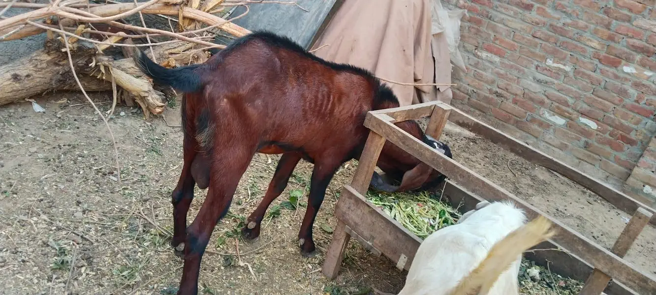 Nagra breeder bakra — photo 2