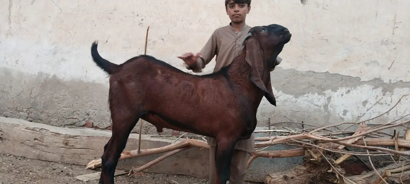 Nagra breeder bakra — photo 3