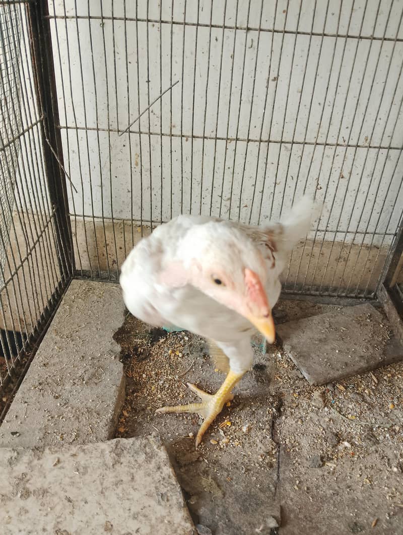 chicks and hens 0