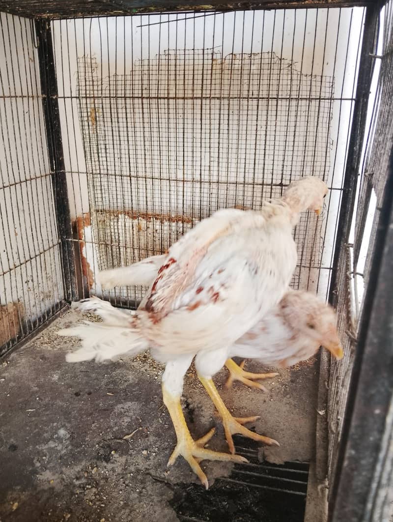 chicks and hens 1