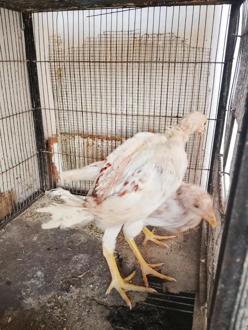 chicks and hens — photo 2