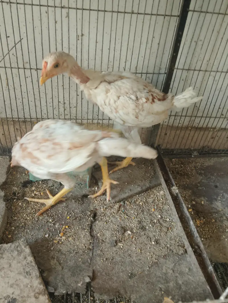 chicks and hens — photo 3