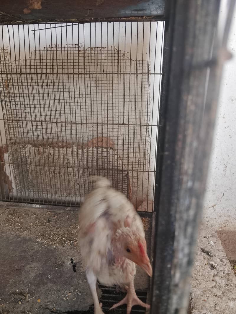 chicks and hens 3