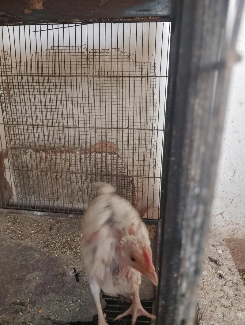 chicks and hens — photo 4