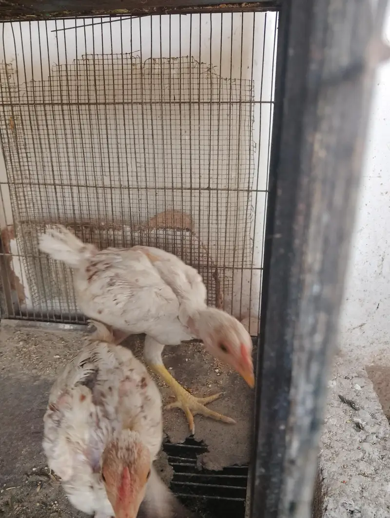 chicks and hens — photo 5