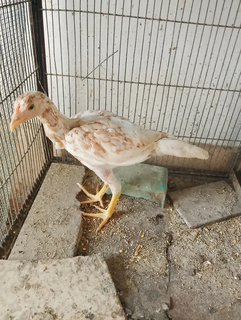 chicks and hens — photo 6