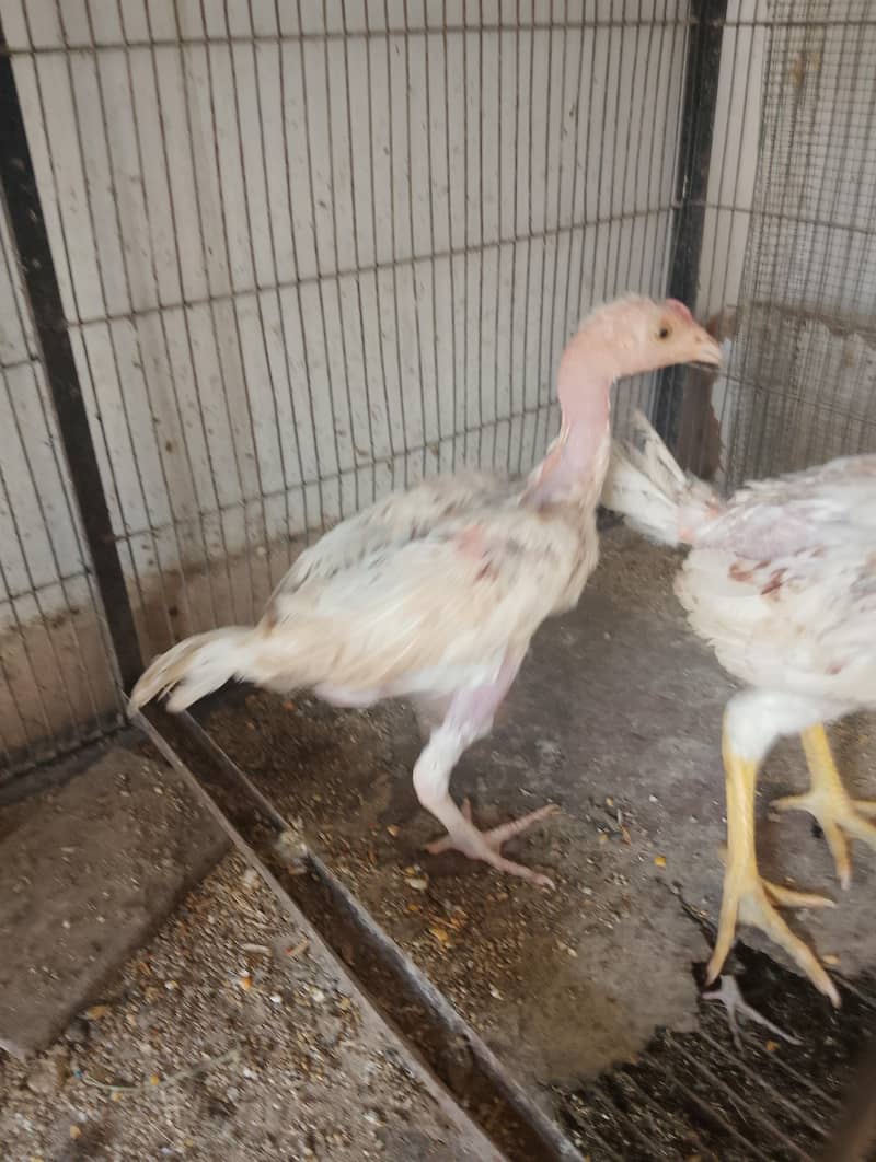 chicks and hens 6