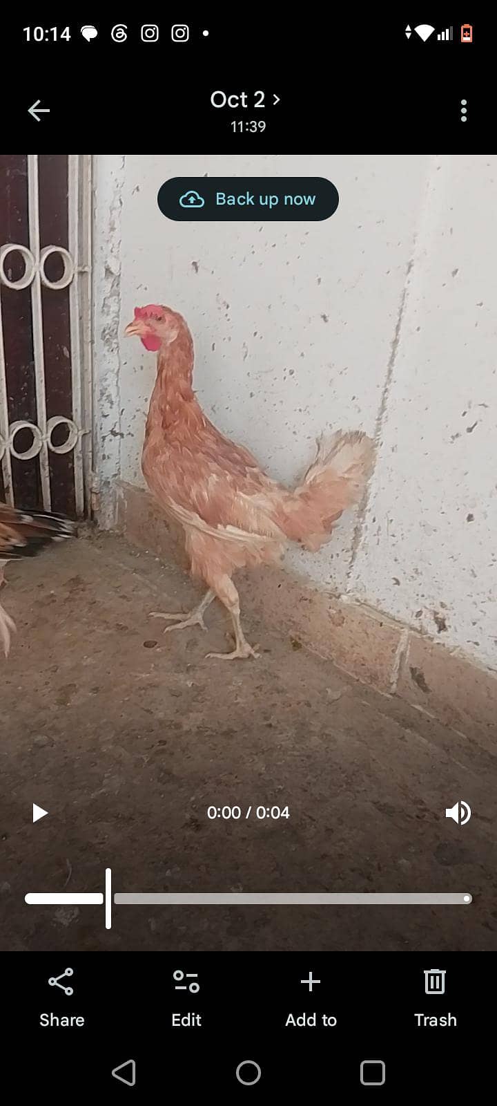 chicks and hens 7
