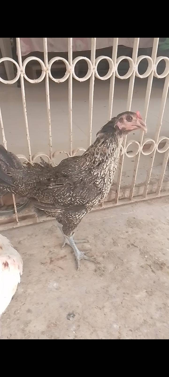 chicks and hens 8