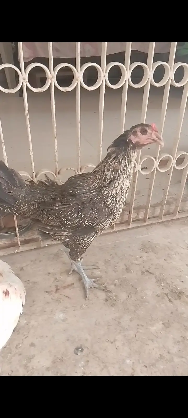 chicks and hens — photo 9