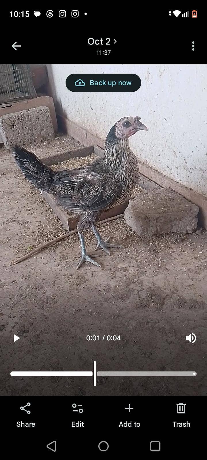 chicks and hens 9