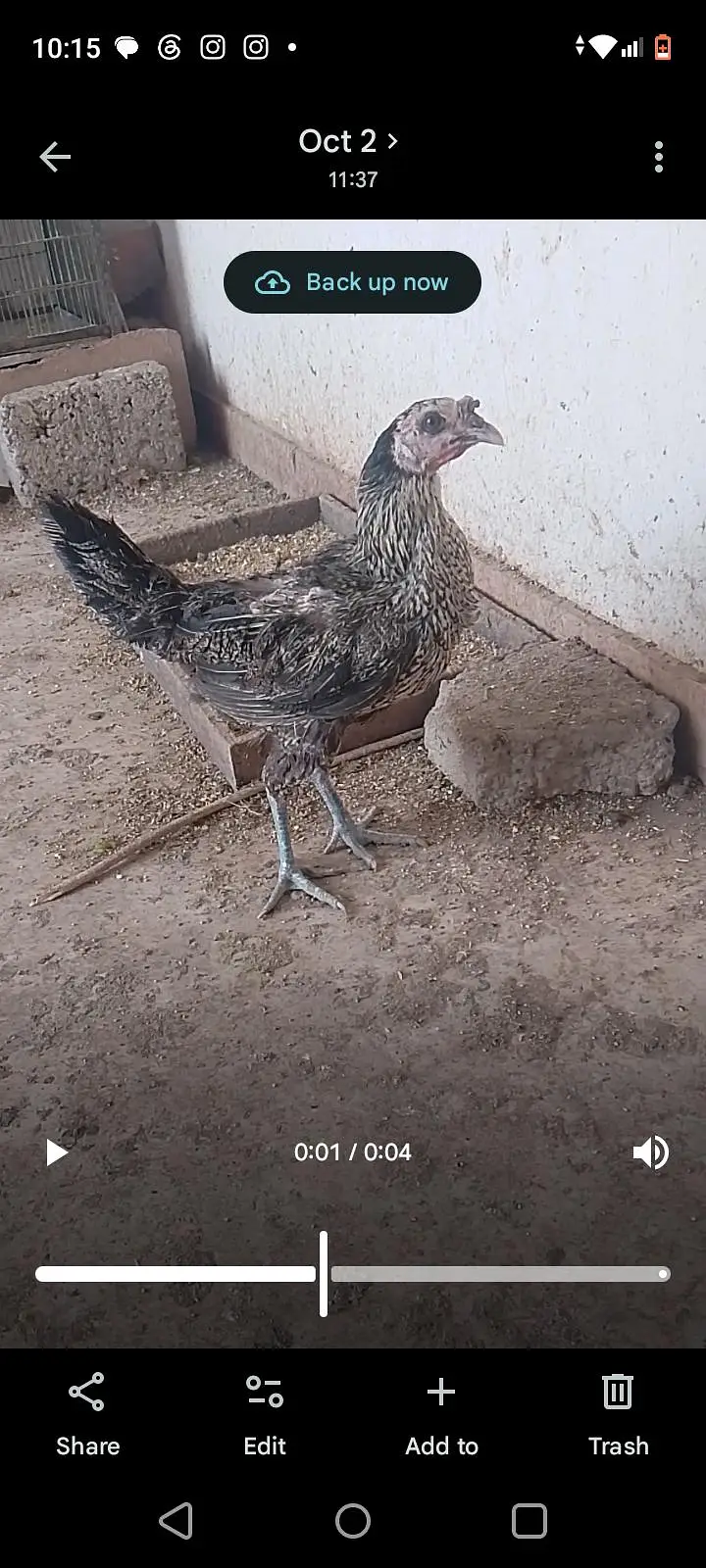 chicks and hens — photo 10