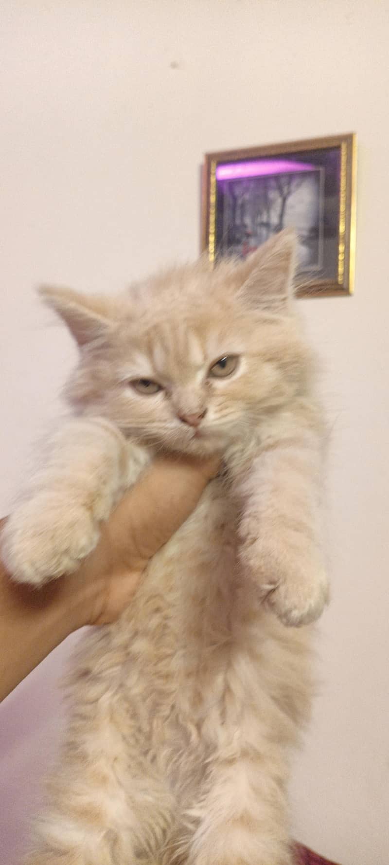 kittens 0