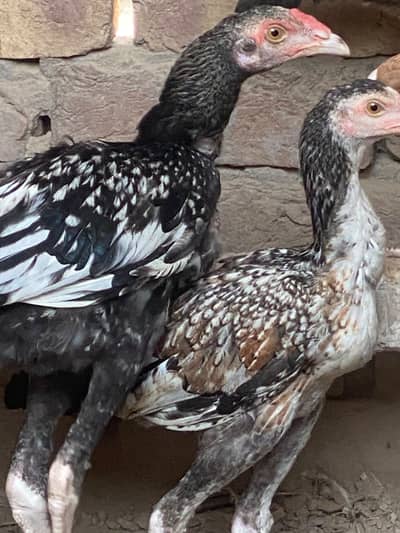 5 pathe pathia with 1 murgi