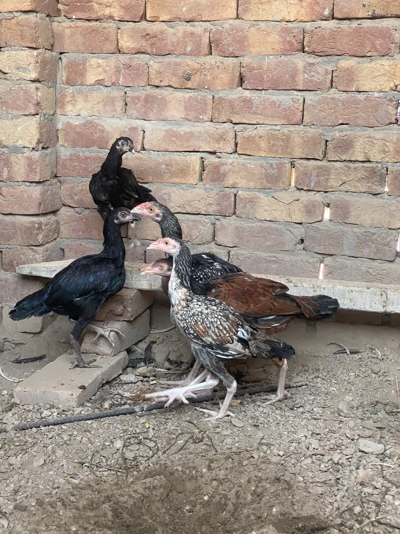 5 pathe pathia with 1 murgi — photo 3