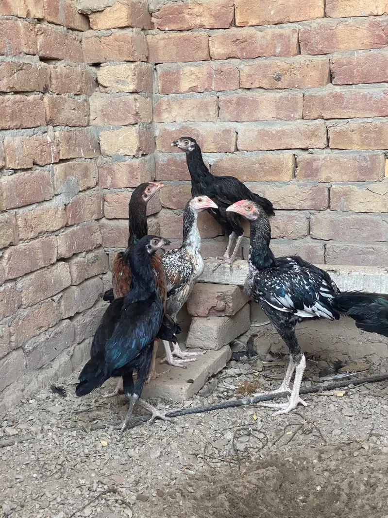 5 pathe pathia with 1 murgi — photo 6