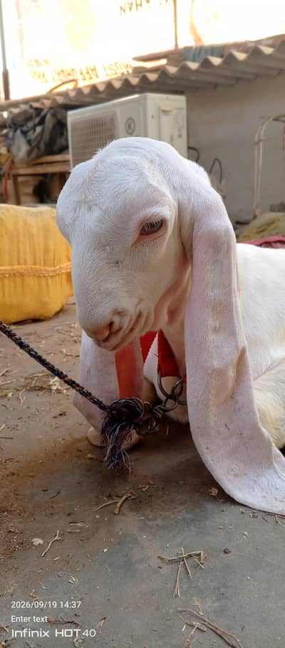 Gulabi/RajanPuri Goats