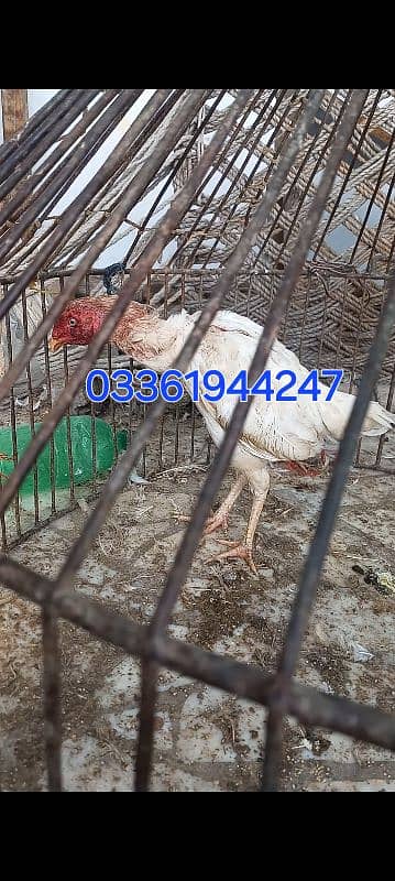 High quality aseel murgi for urgent sale