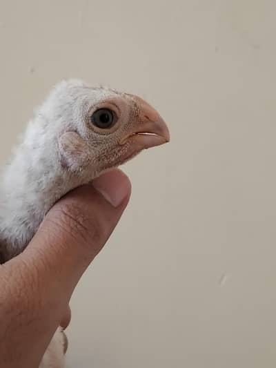 Parrot Beak / Indian Parrot Beak Long Tail Aseel / Chicks / Patha