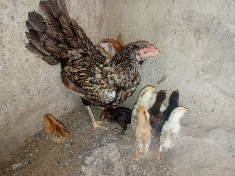 Aseel hen 0