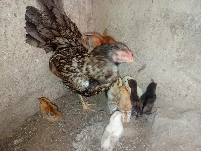 Aseel hen — photo 2