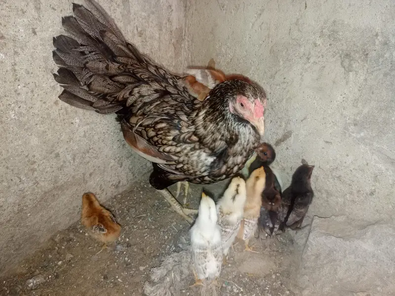 Aseel hen — photo 3