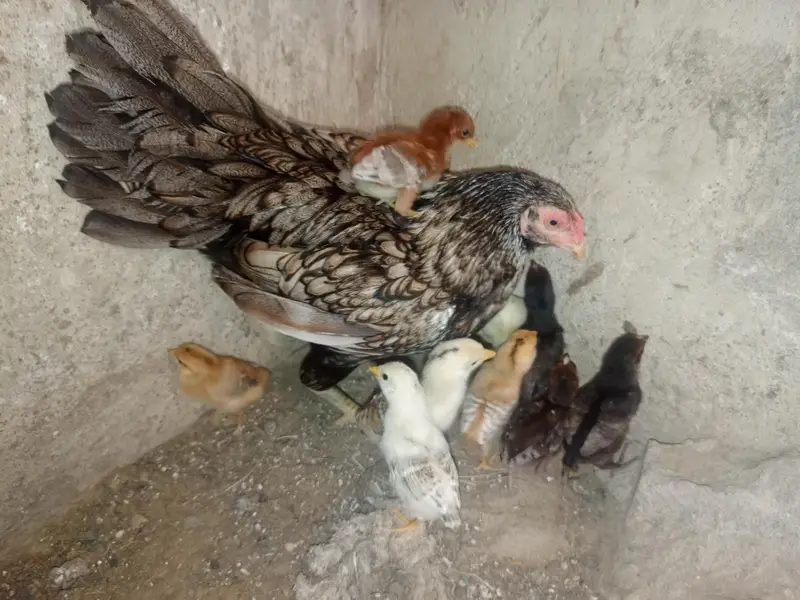 Aseel hen — photo 4