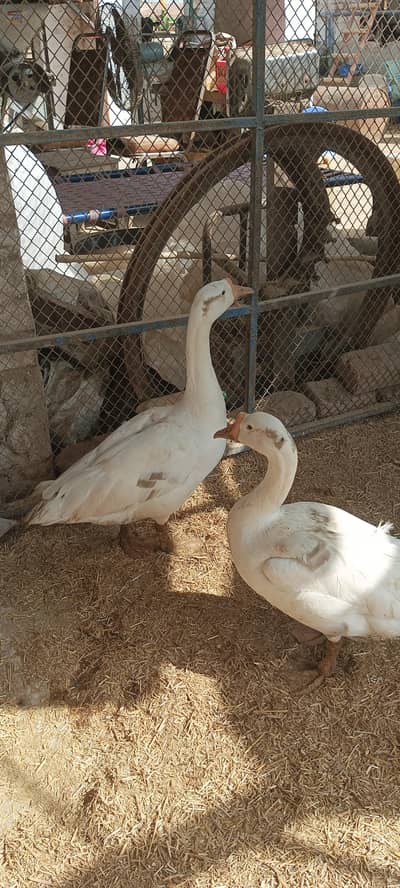2 beautiful white ducks for sale urgently