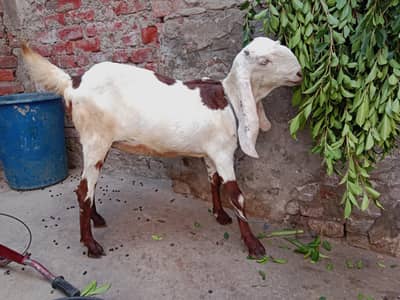 pure Desi path 2dant only call