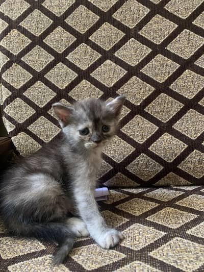 Cute kitten