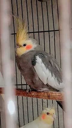 beautiful parrots for children