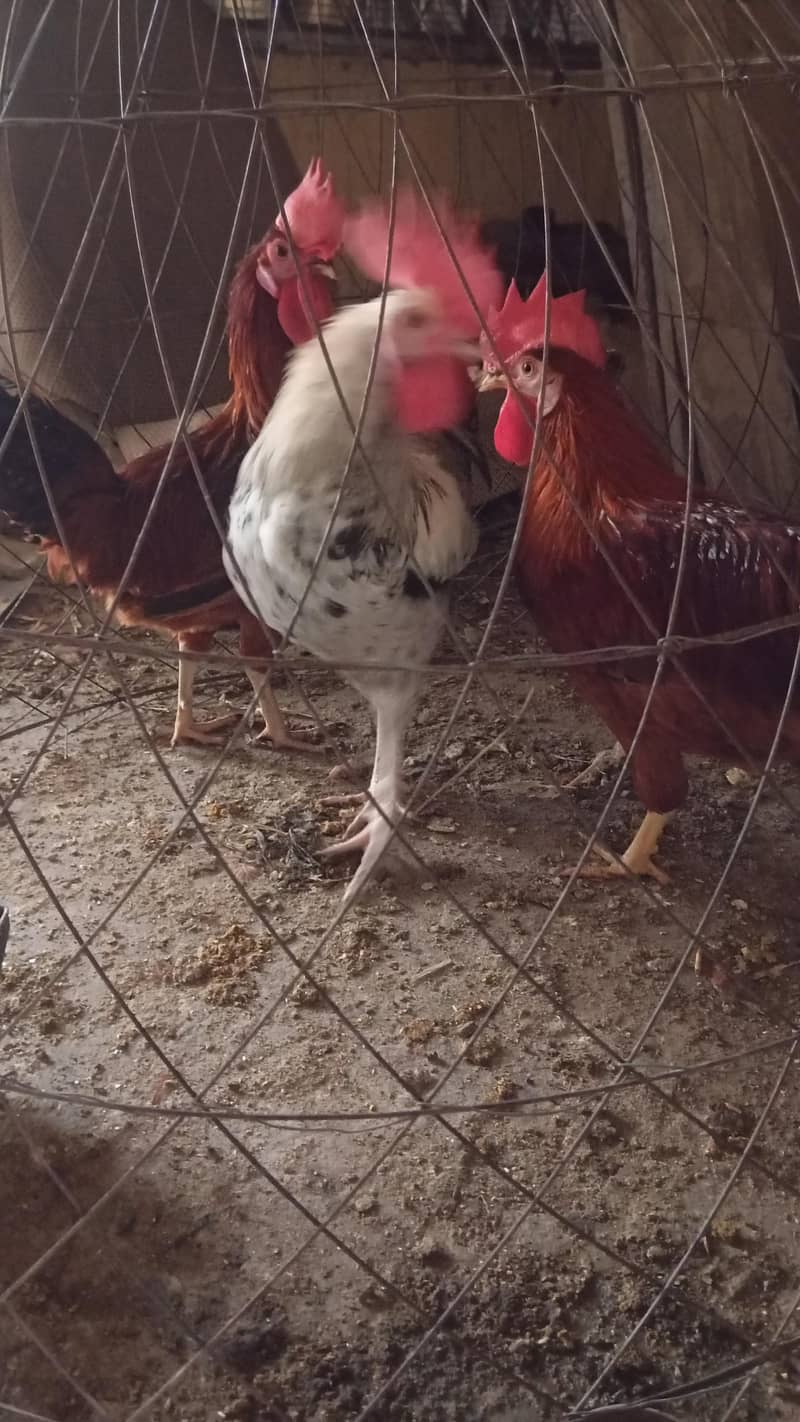 desi murghy 2
