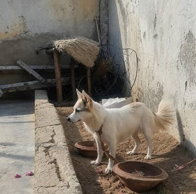 Female Indian Spitz dog for sale healthy & active