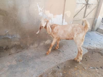 age one year. Khali bakri hai.