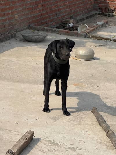 Labra Dog Male