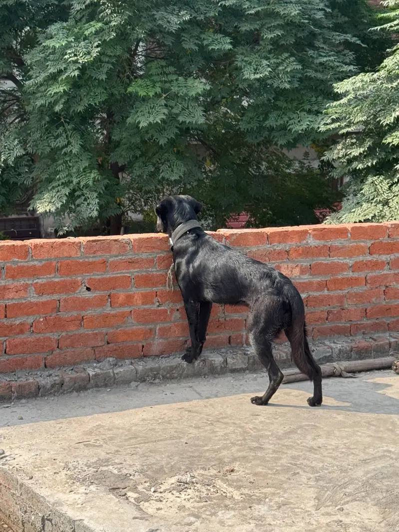 Labra Dog Male — photo 2