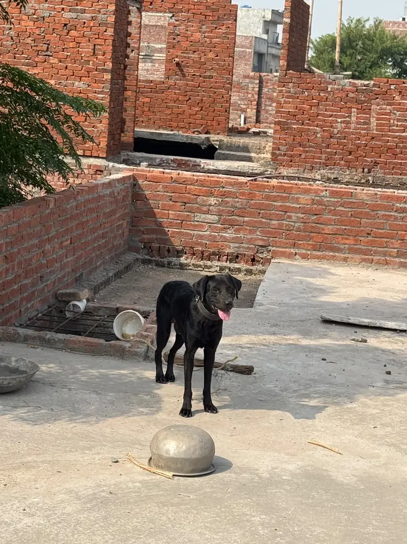 Labra Dog Male — photo 3