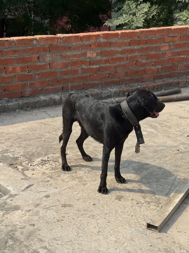 Labra Dog Male — photo 4