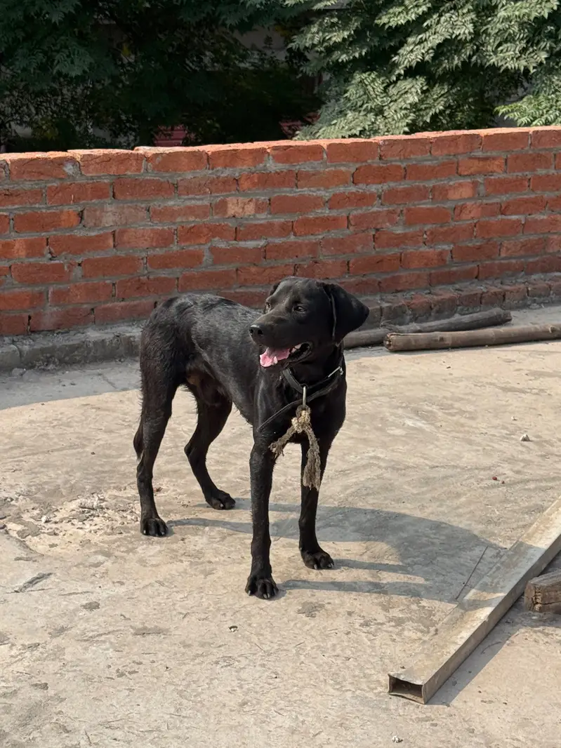 Labra Dog Male — photo 5