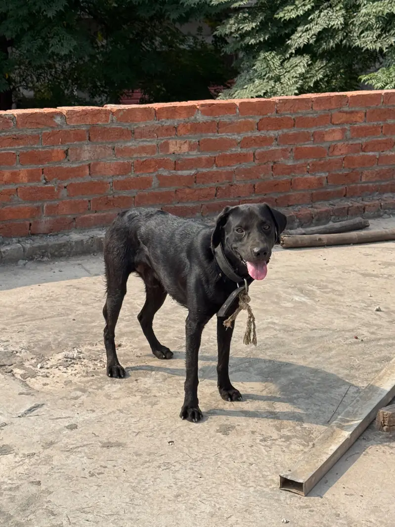 Labra Dog Male — photo 6