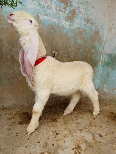 kajla chatra dumba male age 3 month almost long ears long length best