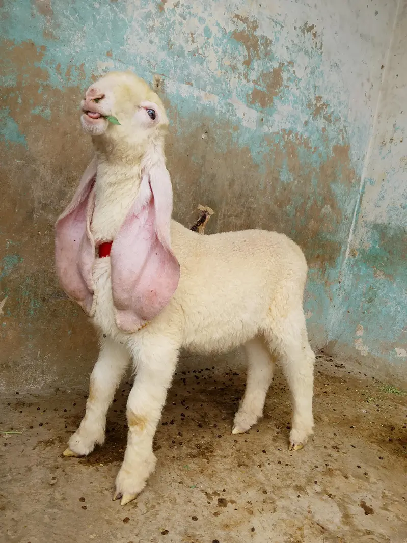 kajla chatra dumba male age 3 month almost long ears long length best — photo 2