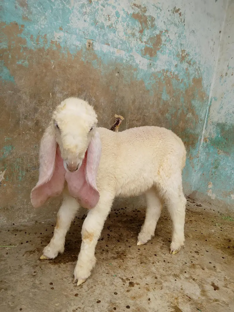 kajla chatra dumba male age 3 month almost long ears long length best — photo 3