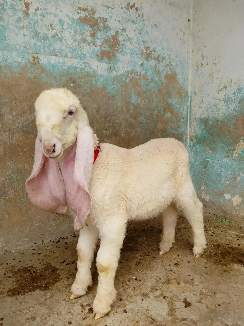 kajla chatra dumba male age 3 month almost long ears long length best — photo 4