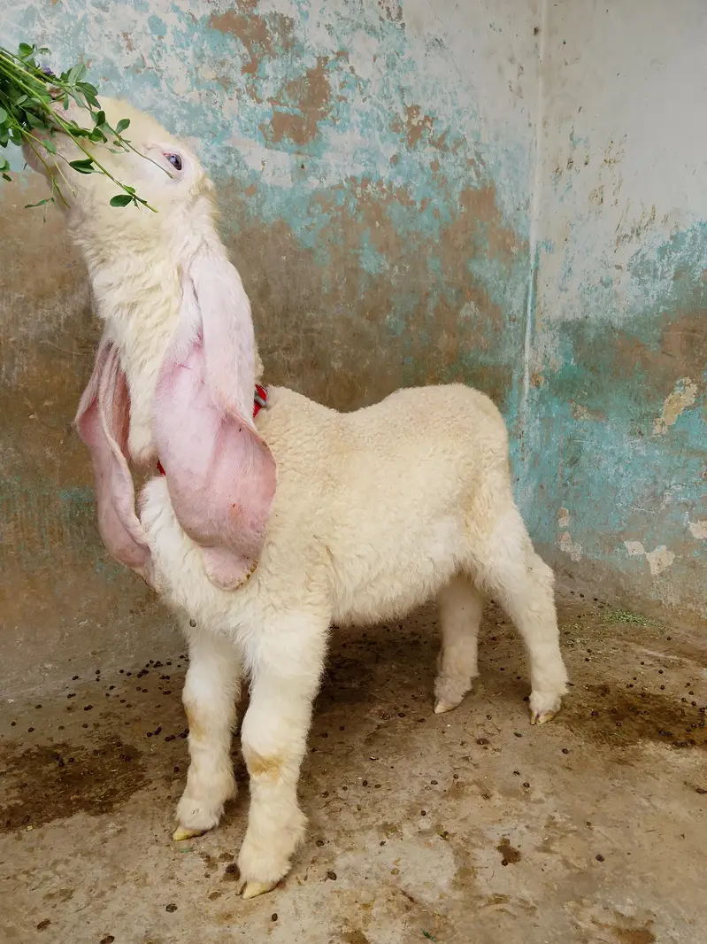kajla chatra dumba male age 3 month almost long ears long length best — photo 8