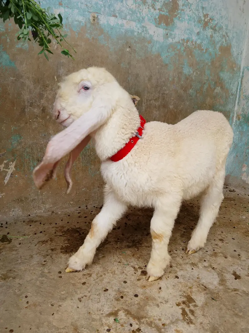 kajla chatra dumba male age 3 month almost long ears long length best — photo 9