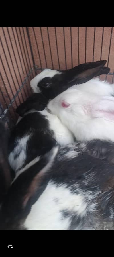 rabbits available