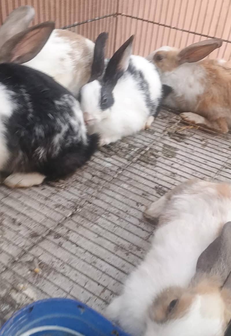 rabbits available 1
