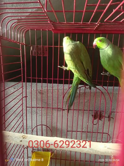 green ring neck pair