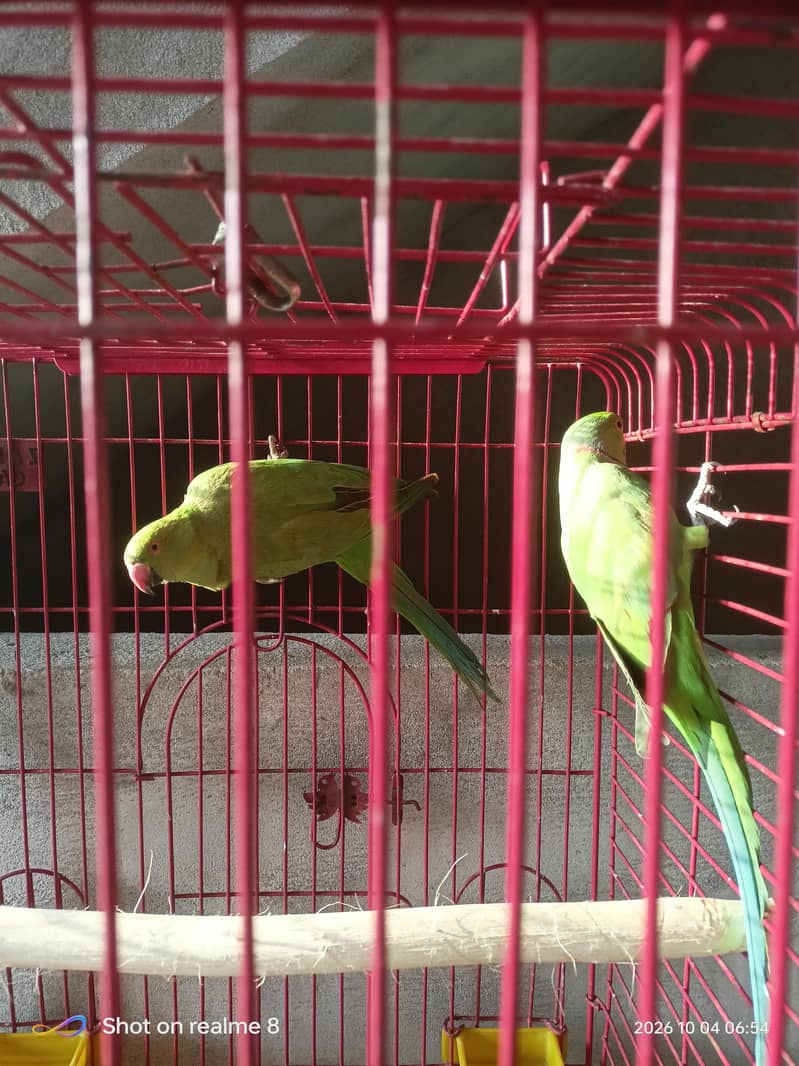 green ring or cocktail pairs 2